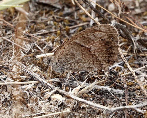 dusky meadow brown